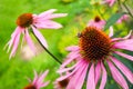 Echinacea purpurea Echinacea. Beautiful purple flowers with orange center with bee in the garden Royalty Free Stock Photo