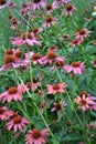 Echinacea purpurea field of beautiful purple echinacea flowers Royalty Free Stock Photo