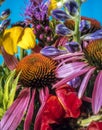 Echinacea purpurea flower arrangement Royalty Free Stock Photo
