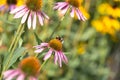 Echinacea purpurea flower, bee on flower Royalty Free Stock Photo