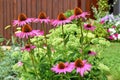 Echinacea purpurea flower in the summer garden Royalty Free Stock Photo