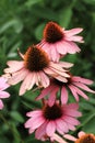 echinacea purpurea flower Royalty Free Stock Photo