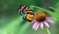 Echinacea purpurea flower in the garden. Colorful tropical butterfly on echinacea flower. Royalty Free Stock Photo