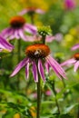 Echinacea purpurea flower and honey bee Royalty Free Stock Photo