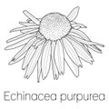 Echinacea Purpurea Flower outline