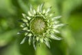 Echinacea purpurea flowering plant bud, coneflower flowers starting to bloom, purple petals Royalty Free Stock Photo