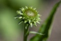 Echinacea purpurea flowering plant bud, coneflower flowers starting to bloom, purple petals Royalty Free Stock Photo