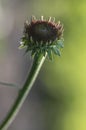 Echinacea purpurea flowering plant bud, coneflower flowers starting to bloom, purple petals Royalty Free Stock Photo