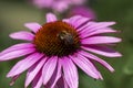 Echinacea purpurea flowering plant, coneflower flowers in bloom, purple petals Royalty Free Stock Photo