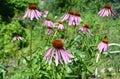 Echinacea purpurea flowers for bumble bees on the garden flower bed Royalty Free Stock Photo