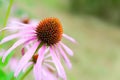 Echinacea purpurea. Echinacea flowers. Pink flowers Coneflower close-up. Selective focus Royalty Free Stock Photo