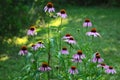 Echinacea Purpurea in the garden