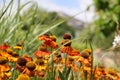 Echinacea purpurea is a genus of flowering plants in the sunflower family.
