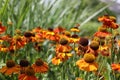 Echinacea purpurea is a genus of flowering plants in the sunflower family.