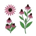 Echinacea purpurea herb set. Purple flowers and leaves. Medicine plant.