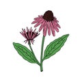 Echinacea purpurea herb. Aurvedic and Medical plant.