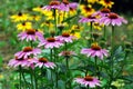 Echinacea purpurea - an herb stimulating the immune system Royalty Free Stock Photo