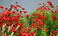 is a distant glowing conifer with flowers glowing shade of warm red with a mixture of dark orange. The stems reach only about 50cm Royalty Free Stock Photo