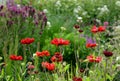 is a distant glowing conifer with flowers glowing shade of warm red with a mixture of dark orange. The stems reach only about 50cm Royalty Free Stock Photo