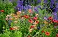 is a distant glowing conifer with flowers glowing shade of warm red with a mixture of dark orange. The stems reach only about 50