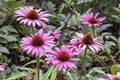 Echinacea purpurea `Magnus`