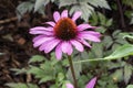 Echinacea purpurea `Magnus`