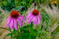 Echinacea Purpurea Magnus, two perfect cone flowers in a close-up shot. Royalty Free Stock Photo