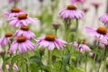 Echinacea Purpurea. Medicinal Pink Flowers Royalty Free Stock Photo