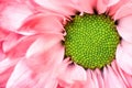 Echinacea purpurea moench Exteme macro close up selective focus of a purple pink daisy cone flower with petals. Beauty in nature Royalty Free Stock Photo