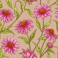 Echinacea purpurea pattern