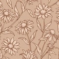 Echinacea purpurea pattern