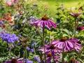 Echinacea purpurea pink coneflower flower in bloom in summer Royalty Free Stock Photo