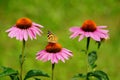 Echinacea purpurea - pink coneflower flower and butterfly Araschnia levana Royalty Free Stock Photo