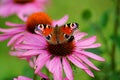 Echinacea purpurea - pink coneflower flower and european Peacock butterfly (Inachis io ) Royalty Free Stock Photo