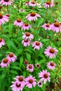 Echinacea purpurea pink flowers Royalty Free Stock Photo