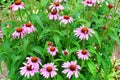 Echinacea purpurea pink flowers Royalty Free Stock Photo