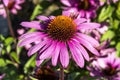 Echinacea purpurea `Praire Splendor` Royalty Free Stock Photo