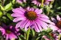 Echinacea purpurea `Praire Splendor` Royalty Free Stock Photo