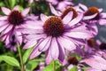 Echinacea purpurea `Praire Splendor` Royalty Free Stock Photo