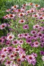 Echinacea purpurea `Praire Splendor` Royalty Free Stock Photo