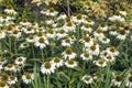 Echinacea purpurea `Primadonna White` Royalty Free Stock Photo