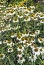 Echinacea purpurea `Primadonna White` Royalty Free Stock Photo