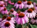 Echinacea Purpurea Or Purple Cone Flower Royalty Free Stock Photo