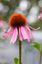 Echinacea purpurea purple cone flower in a garden in summer Royalty Free Stock Photo