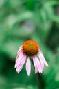 Echinacea purpurea purple cone flower in a garden in summer Royalty Free Stock Photo