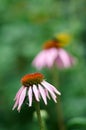 Echinacea purpurea purple cone flower in a garden in summer Royalty Free Stock Photo