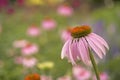 Echinacea purpurea Royalty Free Stock Photo