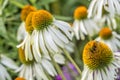 Echinacea purpurea Royalty Free Stock Photo