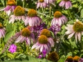 Echinacea purpurea Royalty Free Stock Photo