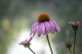 Echinacea purpurea Royalty Free Stock Photo